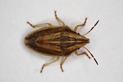 <i>Aelia acuminata</i>