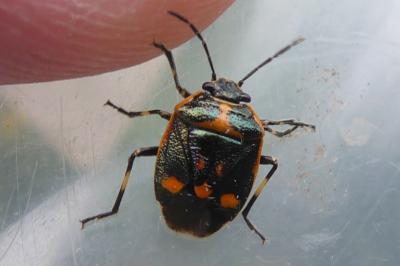<i>Eurydema oleracea</i>