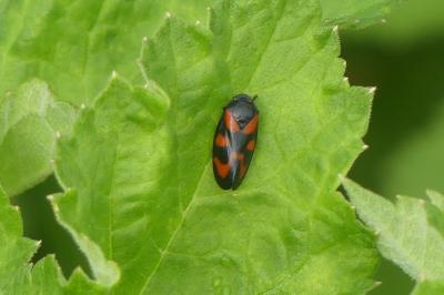 <i>Cercopis vulnerata</i>