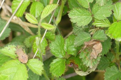 <i>Coreus marginatus</i>