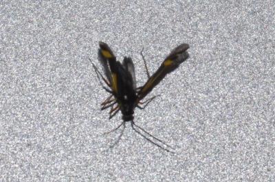 <i>Dryophilocoris flavoquadrimaculatus</i>