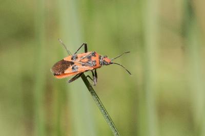 <i>Corizus hyoscyami</i>