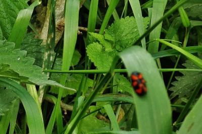 <i>Cercopis vulnerata</i>