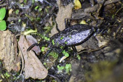 <i>Nepa cinerea</i>