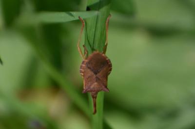 <i>Gonocerus acuteangulatus</i>