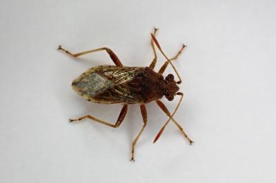 Rhopalus parumpunctatus