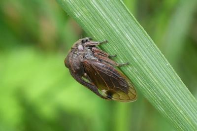 <i>Centrotus cornutus</i>