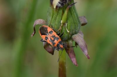 <i>Corizus hyoscyami</i>
