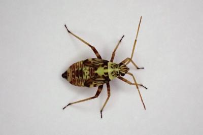 <i>Rhabdomiris striatellus</i>