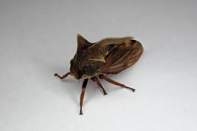 <i>Centrotus cornutus</i>