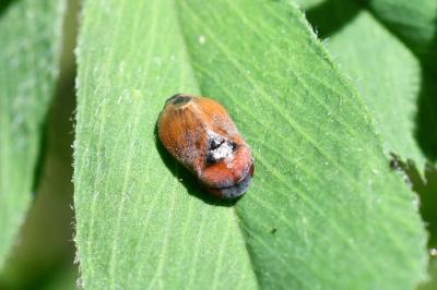 <i>Penthimia nigra</i>