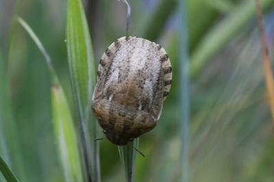 <i>Eurygaster maura</i>