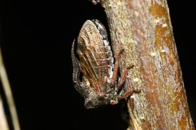 <i>Centrotus cornutus</i>