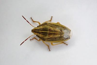 <i>Aelia acuminata</i>