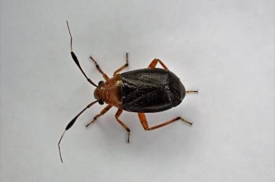 <i>Capsus ater</i>