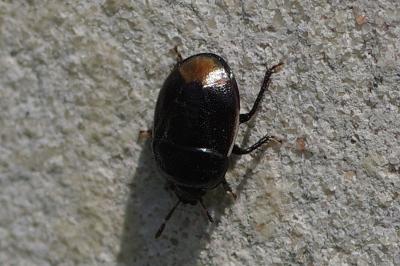 <i>Legnotus limbosus</i>
