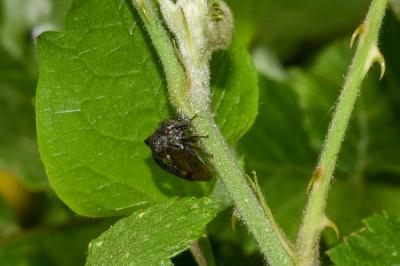 <i>Centrotus cornutus</i>