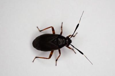 <i>Capsus ater</i>