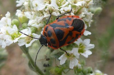 <i>Eurydema ornata</i>