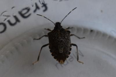 <i>Halyomorpha halys</i>