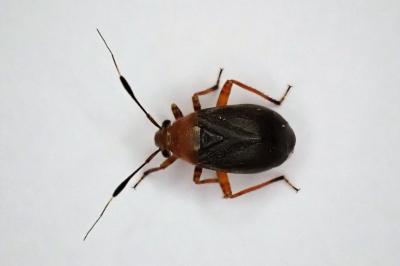 <i>Capsus ater</i>