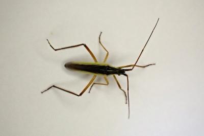 <i>Notostira</i>