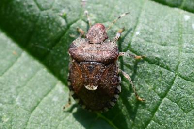 <i>Dyroderes umbraculatus</i>