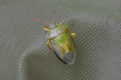 <i>Piezodorus lituratus</i>