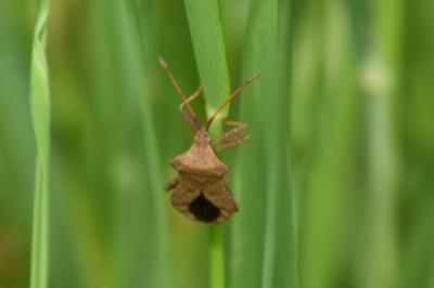 <i>Coreus marginatus</i>