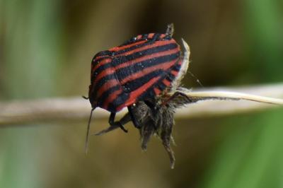 <i>Graphosoma italicum</i>