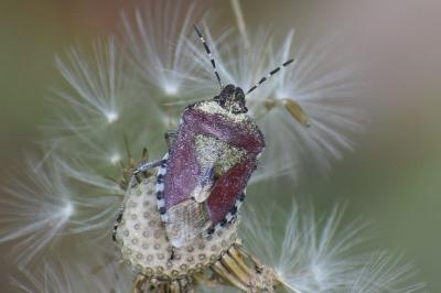 <i>Dolycoris baccarum</i>