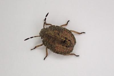 <i>Dolycoris baccarum</i>