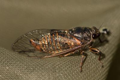 <i>Cicadetta</i>