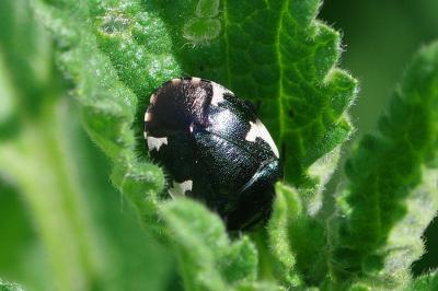 <i>Tritomegas sexmaculatus</i>