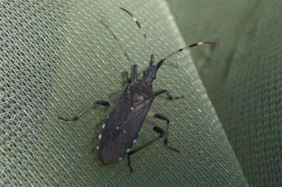 <i>Dicranocephalus albipes</i>