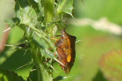 <i>Carpocoris purpureipennis</i>