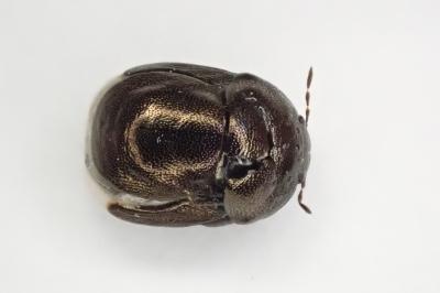 <i>Thyreocoris scarabaeoides</i>