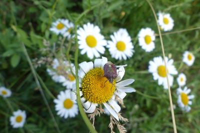 <i>Dolycoris baccarum</i>