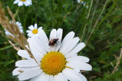 <i>Deraeocoris ruber</i>