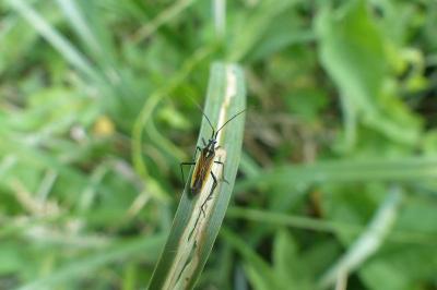 <i>Leptopterna dolabrata</i>