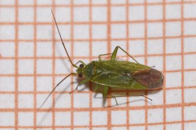 <i>Orthotylus</i>