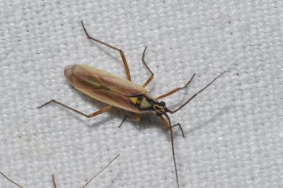 <i>Leptopterna dolabrata</i>