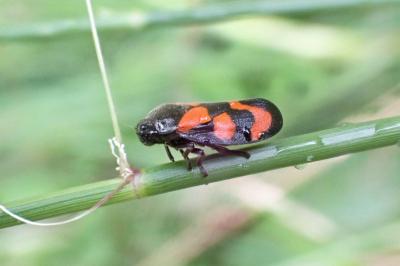 <i>Cercopis vulnerata</i>