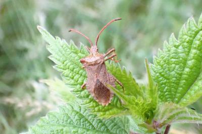 <i>Coreus marginatus</i>