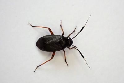 <i>Capsus ater</i>
