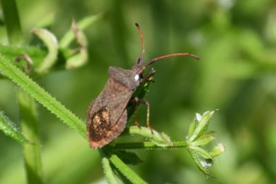 <i>Coreus marginatus</i>