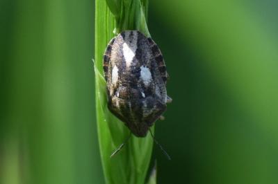 <i>Eurygaster</i>