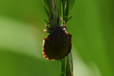 <i>Eurygaster</i>