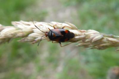 <i>Deraeocoris ruber</i>