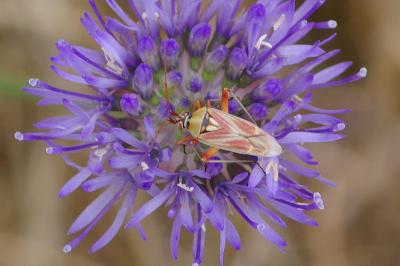 <i>Calocoris roseomaculatus</i>